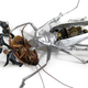Image for article titled Cyborg taxidermy transforms beetles into airplanes and buses